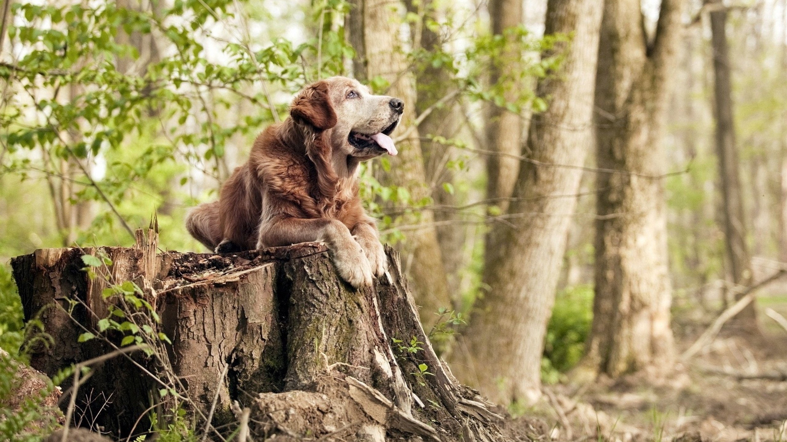 新星与豪门的交错，李刚仁狂暴接管西决，摩纳哥沉稳书写纪元