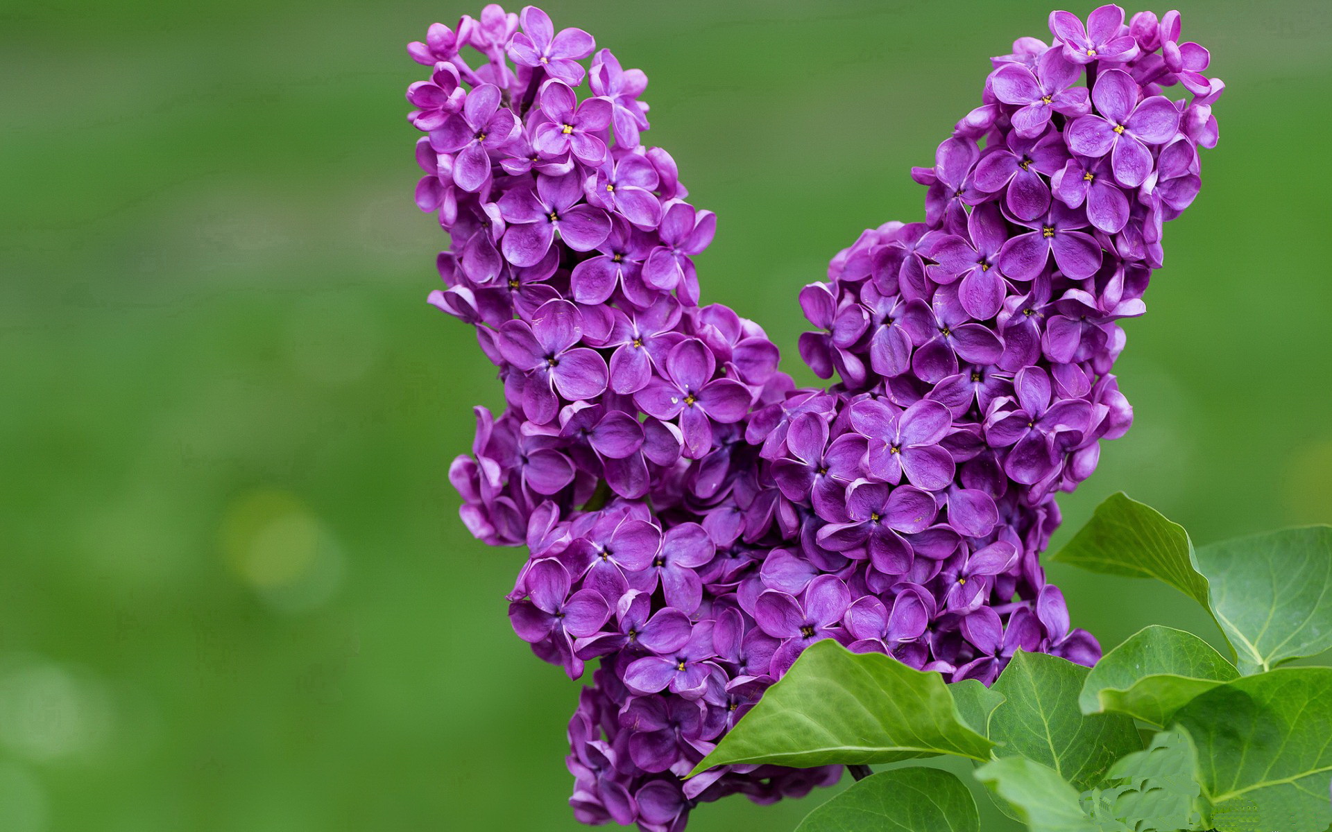 红魔如罗马军团东征，赖斯的破城槌让法老城墙提前崩塌