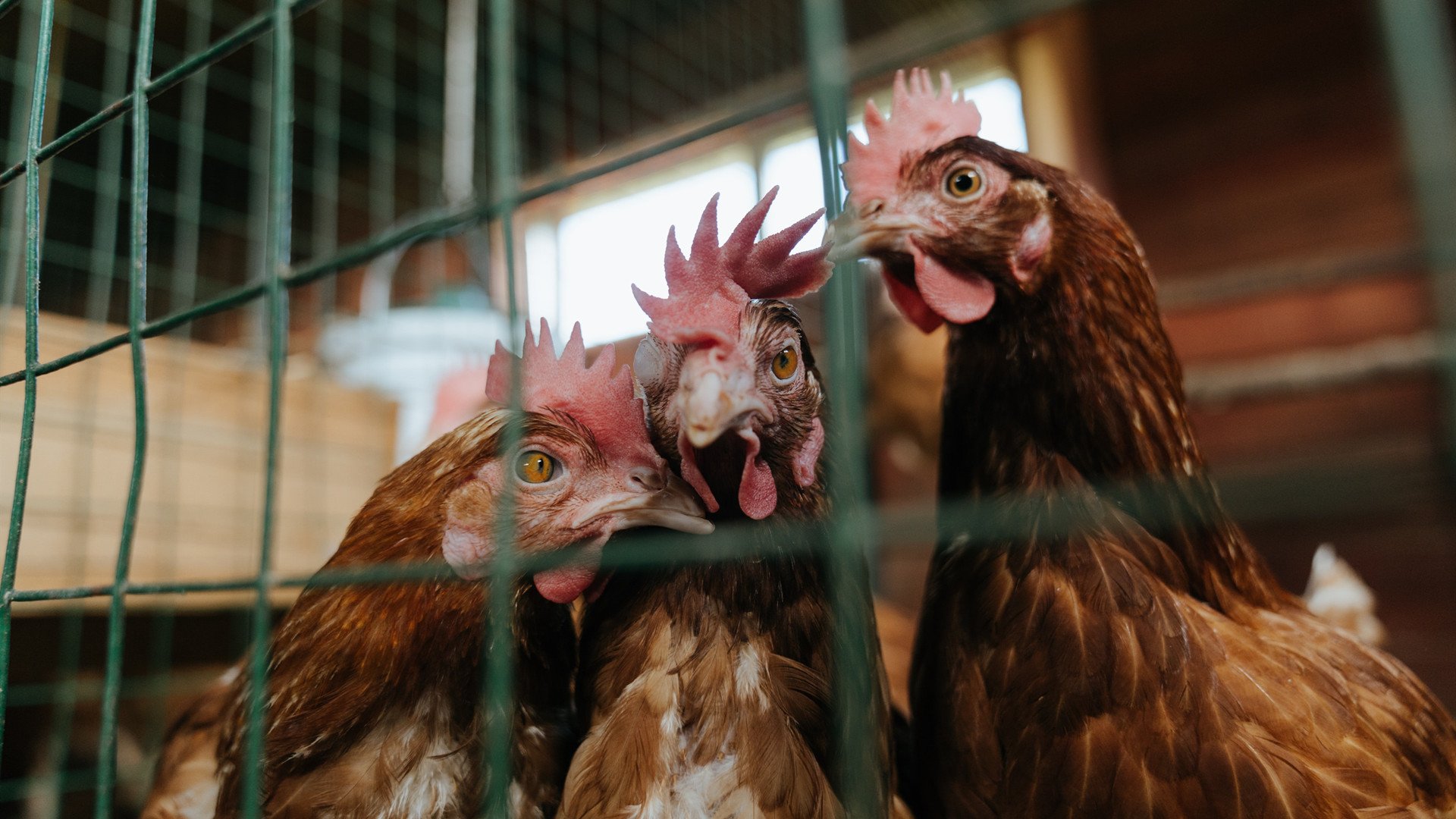 镜中倒影，当世界杯沦为伦敦旧恨的终极战场